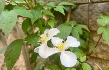 Avalon Sunrise our enchanting Glastonbury cottage - Foto 54