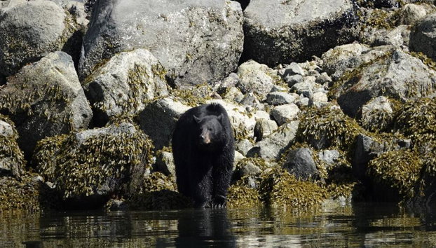 Spring Bear and Water Fall Tour - Foto 5