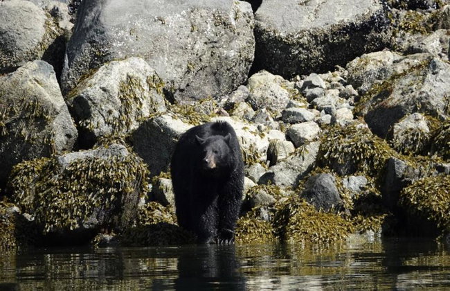 Spring Bear and Water Fall Tour - Foto 5