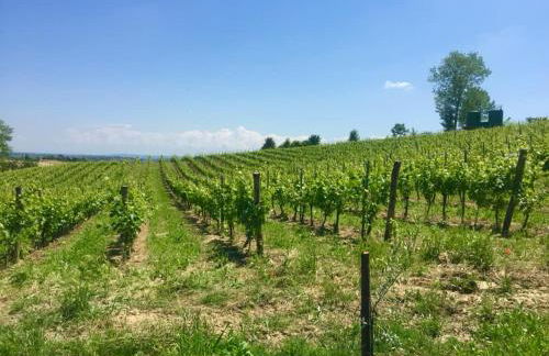 Agriturismo Le Tre Rose - Cantina Zanello - Foto 44