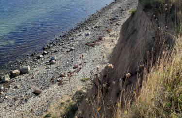 Rosmarinchen - Foto 19