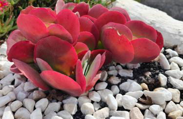 Las Casitas Masdache - Foto 50