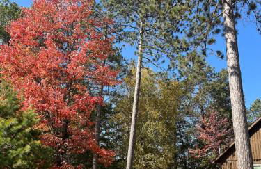 Cedaroma private Home in Resort to relax in the northwoods - Photo 36