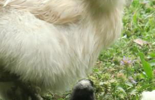 Ferienwohnung Amselnest - Foto 13