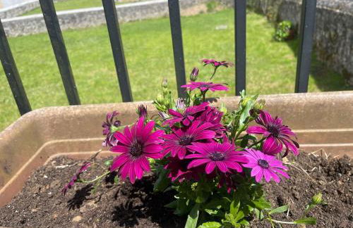 El Campón, Collía - Photo 36