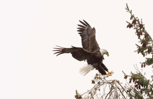 Hood Canal Resort in Union, WA - Foto 47