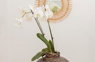 Harmonia House - Foto 24