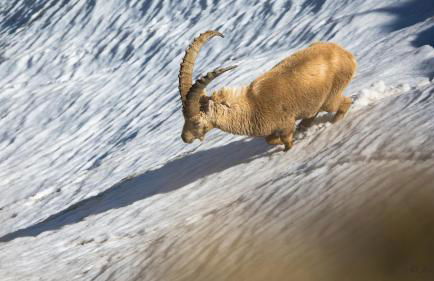 Chez Francine - Photo 13