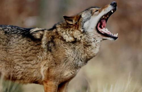 Ferienhaus Lagenhof! Keine Monteure! - Foto 30