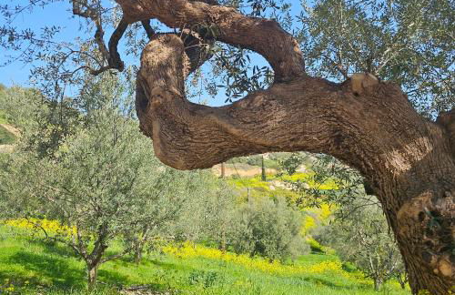 Peloponnese Hideout - Traditional stone house - Photo 71