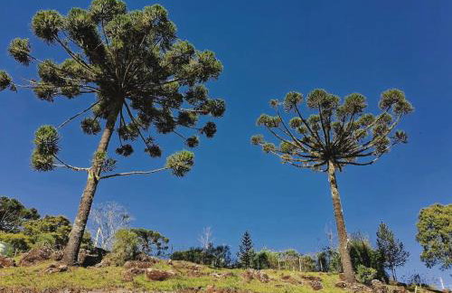 Sítio Passo do Carro - Foto 40