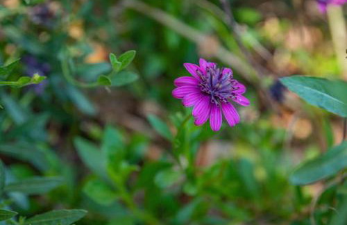 Lavender & Vine - Downtown Retreat with Hot Tub and Fire Pit! - Foto 18