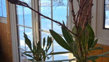 Ferienwohnung Schmidt - Natur und Ruhe - Foto 3