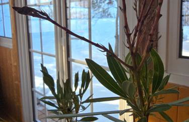 Ferienwohnung Schmidt - Natur und Ruhe - Foto 3