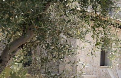 Azienda Agricola Mandranova - Foto 71