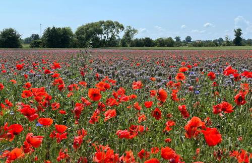 Świetna Chatka nad jeziorem - Foto 19