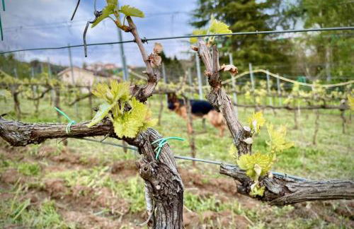 Donna Vittori - Borgo Agricolo - Foto 10