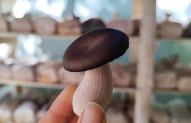 Cabanas - Sítio Refúgio do Barro Branco - Foto 23