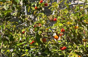 Tropical House - Foto 40