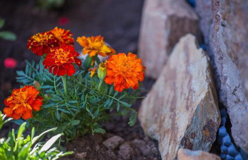 Cabanelas Country House - Casa do Afonso - Foto 7