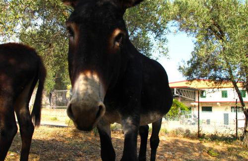 Agriturismo Vulcano - Foto 106