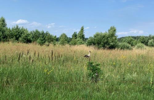 Domek wypoczynkowy Letnisko Sosenkowo - Foto 32