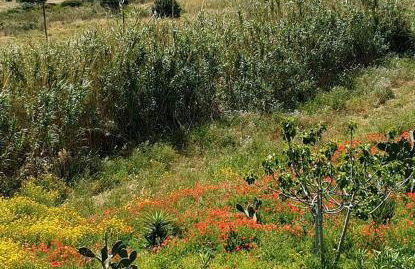 Il Canneto di Selinunte - Foto 15