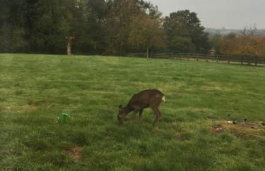 Tanglewood - Photo 34