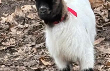 Gîte à la campagne 4 - Photo 29