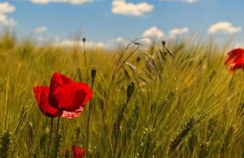 Sonniges Balkonapartment, Ahausen - Foto 18