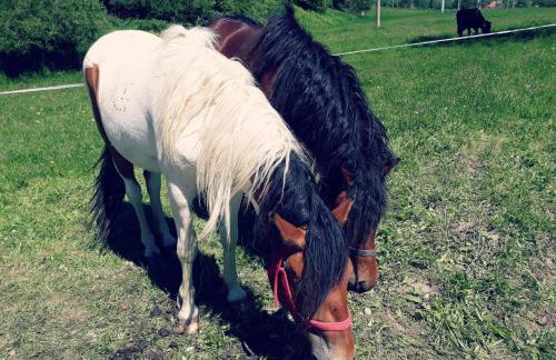 Stara Szkoła - Foto 28