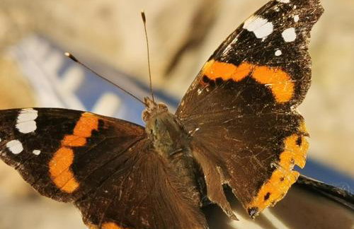 Authentic House Pelegrinka - Foto 24