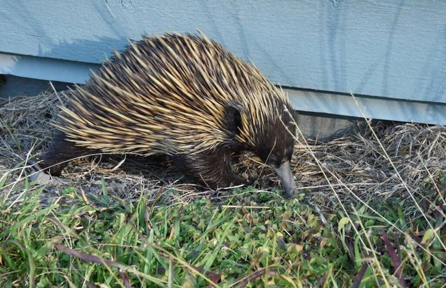 Bluegums Cabins Barrington Tops - Photo 66