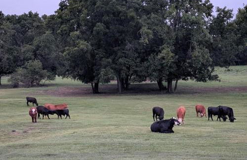 Gerrie's Place at Figment Ranch Foundation Animal Sanctuary near Round Top Texas - Foto 25