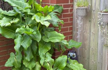 APARTAMENTO con Jardín en Bádames - Foto 3