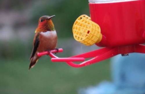 The Beach House - Foto 18