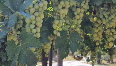 Agriturismo La Casa dei Ricordi - Foto 4, Garden