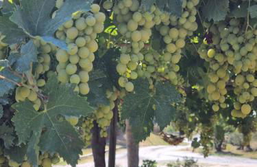 Agriturismo La Casa dei Ricordi - Foto 4