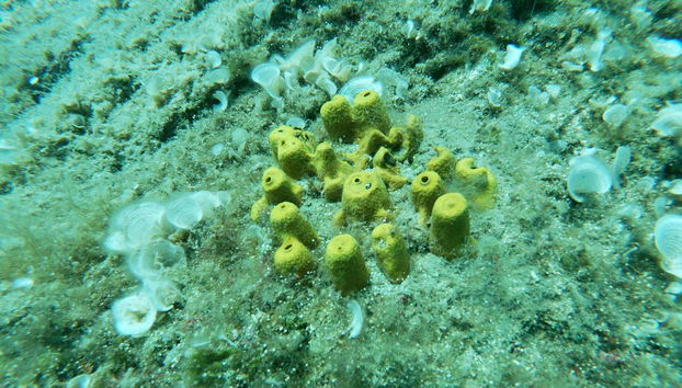 Découvrez les fonds marins d'Agia Pelagia