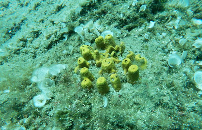 Snorkel em Agia Pelagia - Foto 3