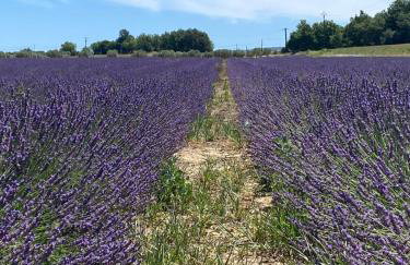 GITE COCOTTE - Foto 30
