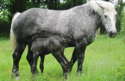 Gîte Relais du Doulay - Photo 49