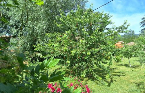 Les Glycines de Soubize - Photo 11