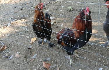 Tenuta Vitale - Azienda agricola multifunzionale - Foto 13