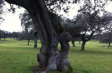 Cortijo Charcollana - Foto 53