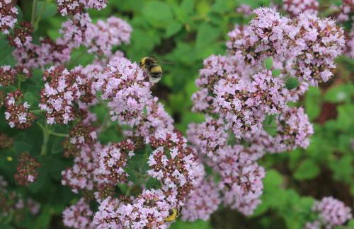 Dromore House Historic Country house - Foto 63