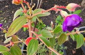 Ferienwohnung Bad Bergzabern - Foto 30