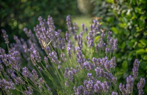 Daramousque Villa et Cottage - Foto 15