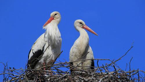 Ostoja Kamionki - Foto 4