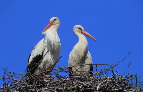 Ostoja Kamionki - Foto 4